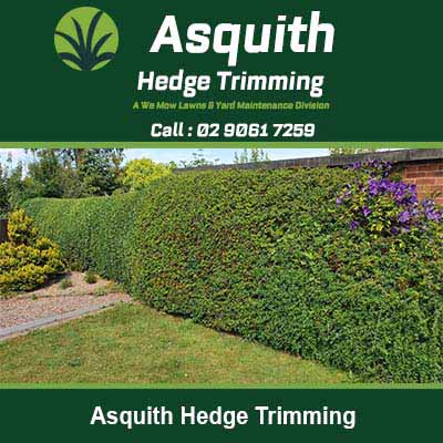 Neatly trimmed hedge along driveway in Asquith