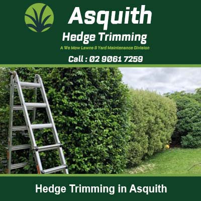 Ladder positioned next to a tall green hedge in Asquith