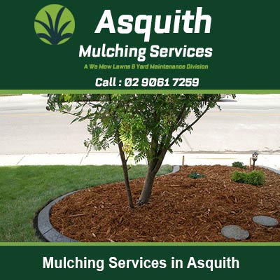 Tree surrounded by fresh wood chip mulch in Asquith